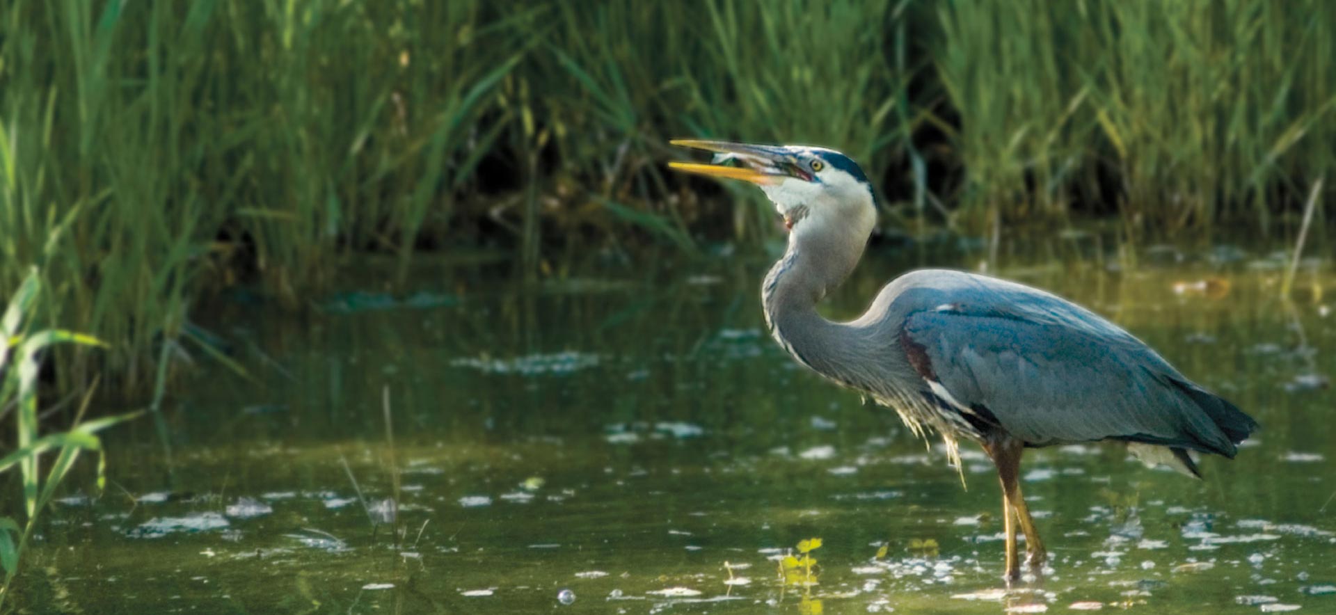 heron in estuary catching a fish.